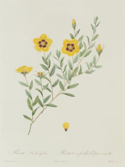 Rosa Berberifolia by Pierre Joseph Redouté